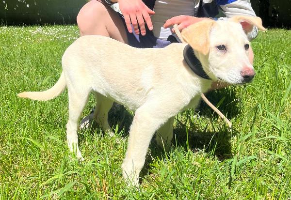 NUVOLA BELLISSIMA CUCCIOLA Foto 3